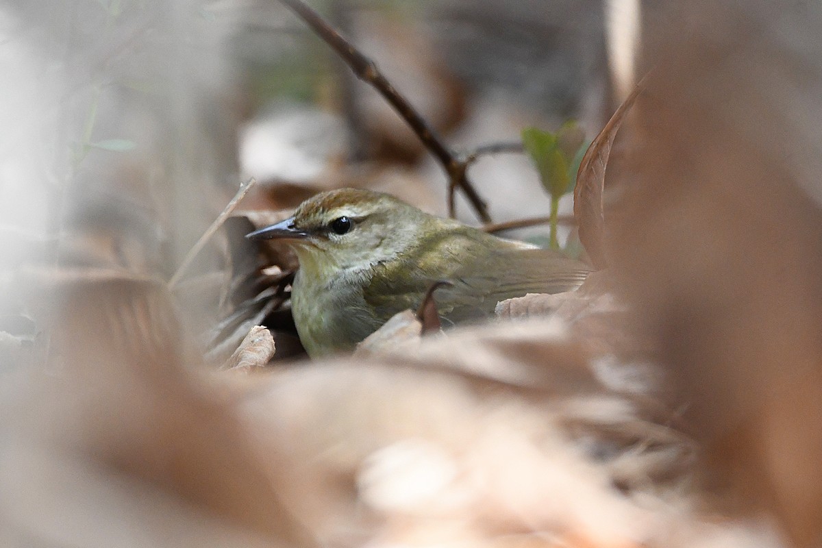 Swainson's Warbler - ML621305637