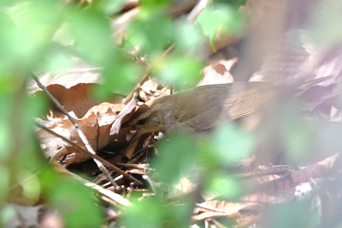 Swainson's Warbler - ML621305657