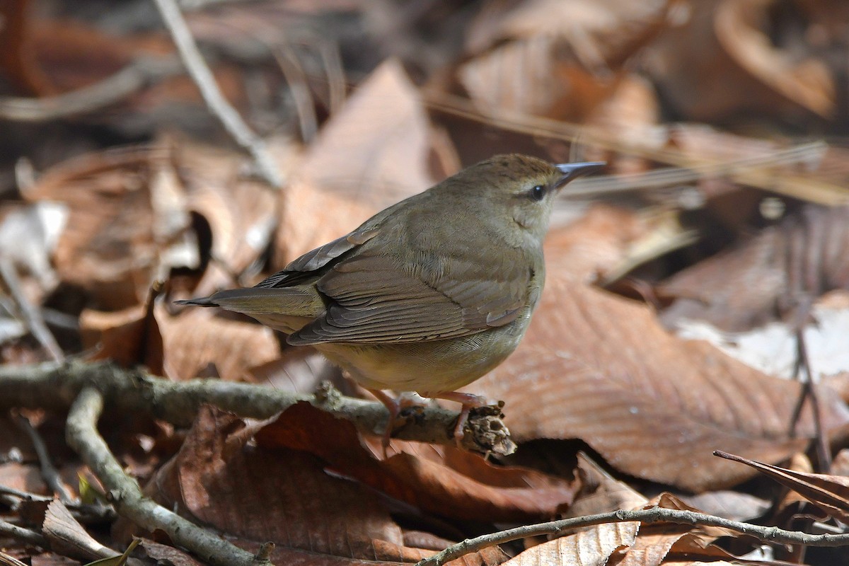 Swainson's Warbler - ML621305658