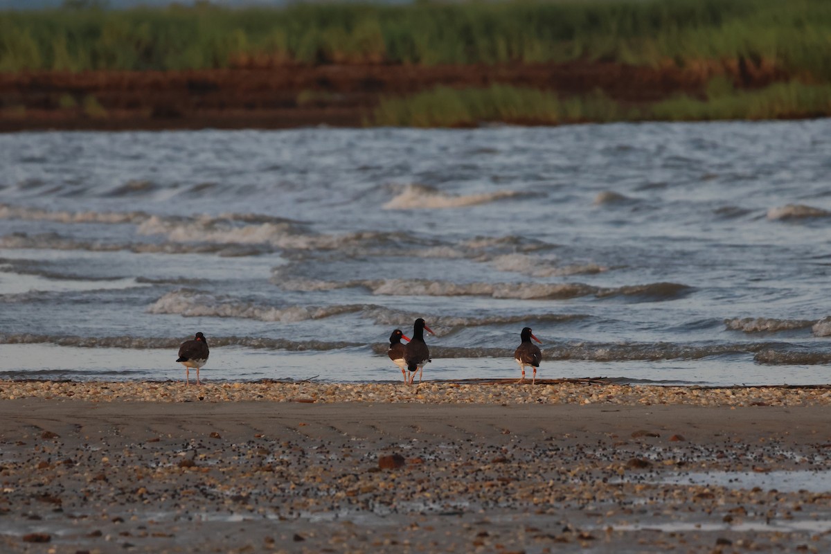 American Oystercatcher - ML621305848