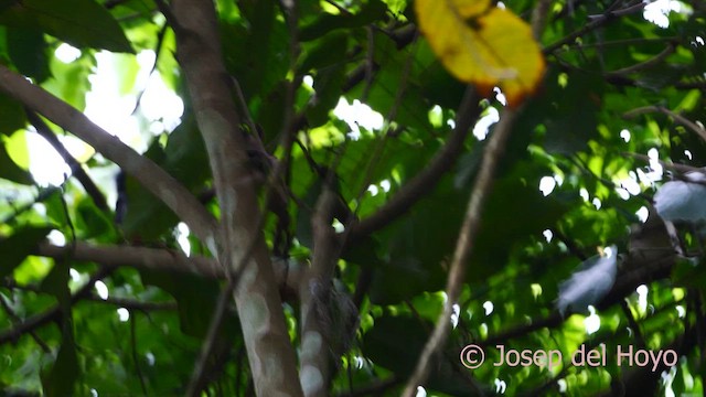 Gray Antbird - ML621305910