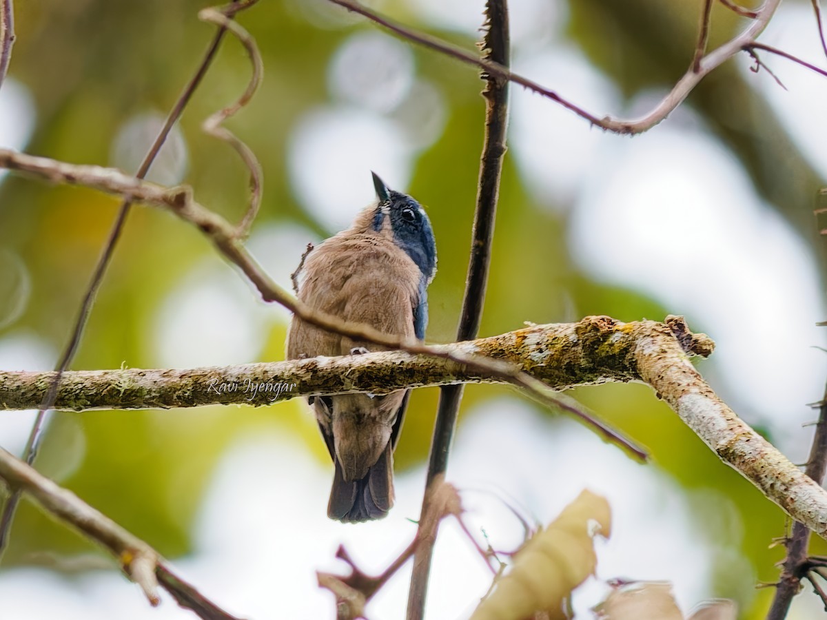 Whiskered Flowerpecker - ML621306069