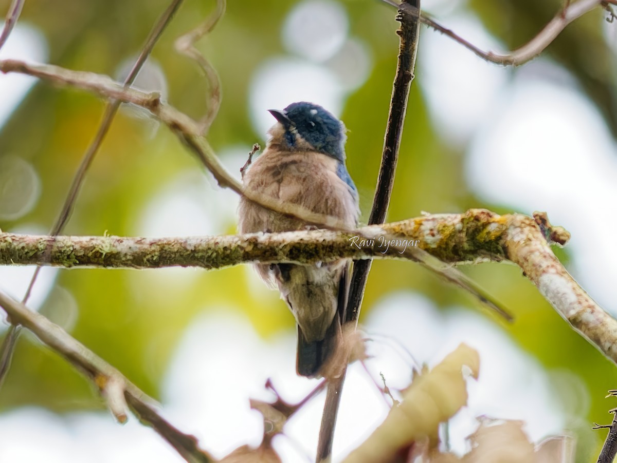 Whiskered Flowerpecker - ML621306070