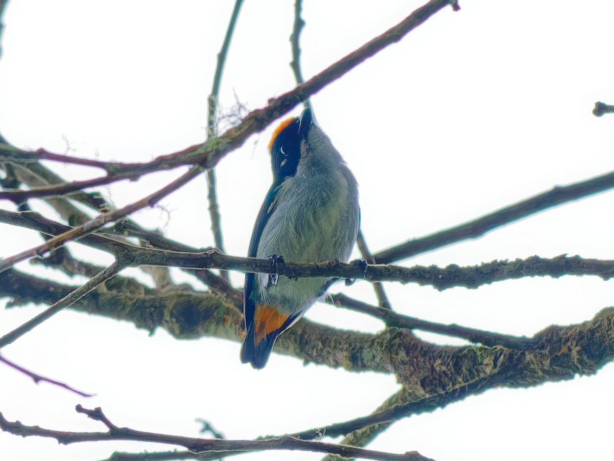 Flame-crowned Flowerpecker - ML621306073