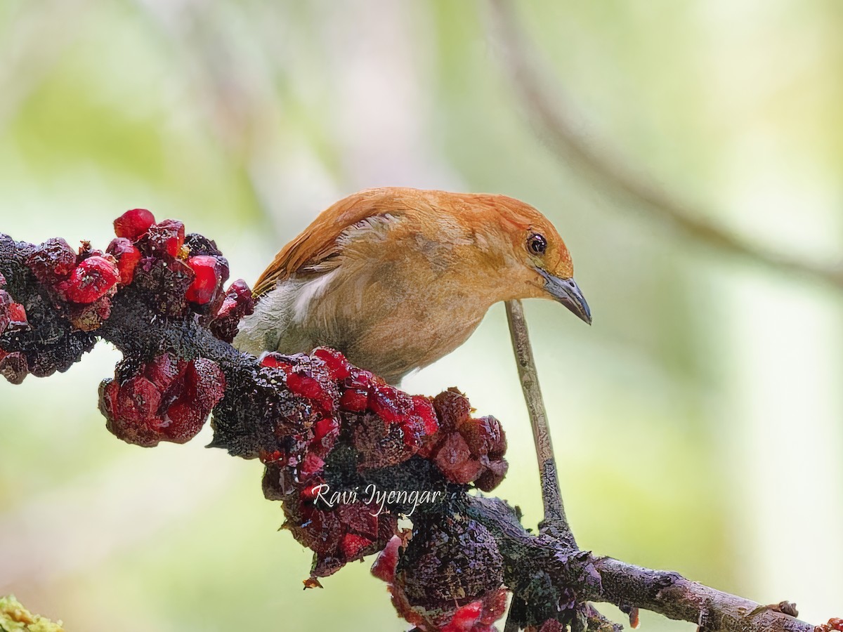 Cinnamon Ibon - ML621306087