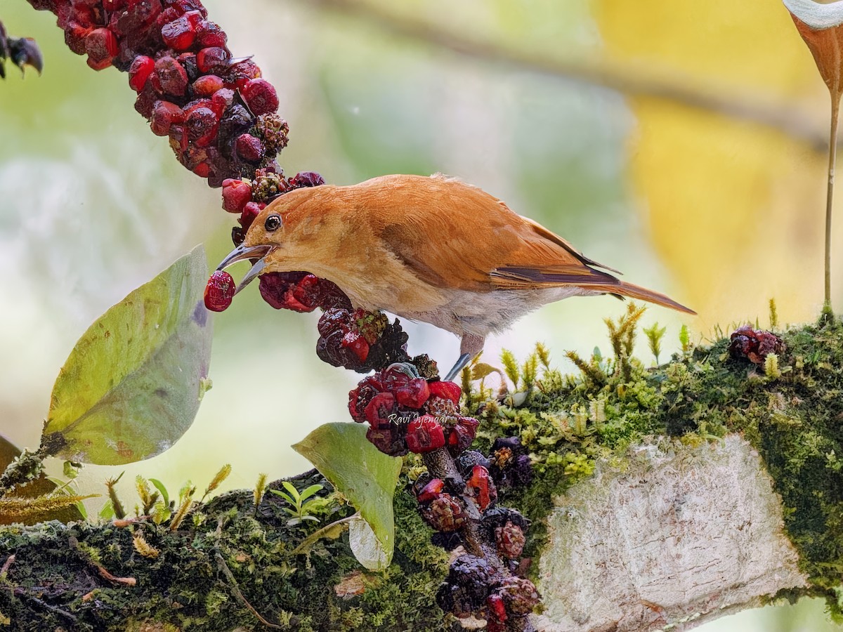 Cinnamon Ibon - ML621306090