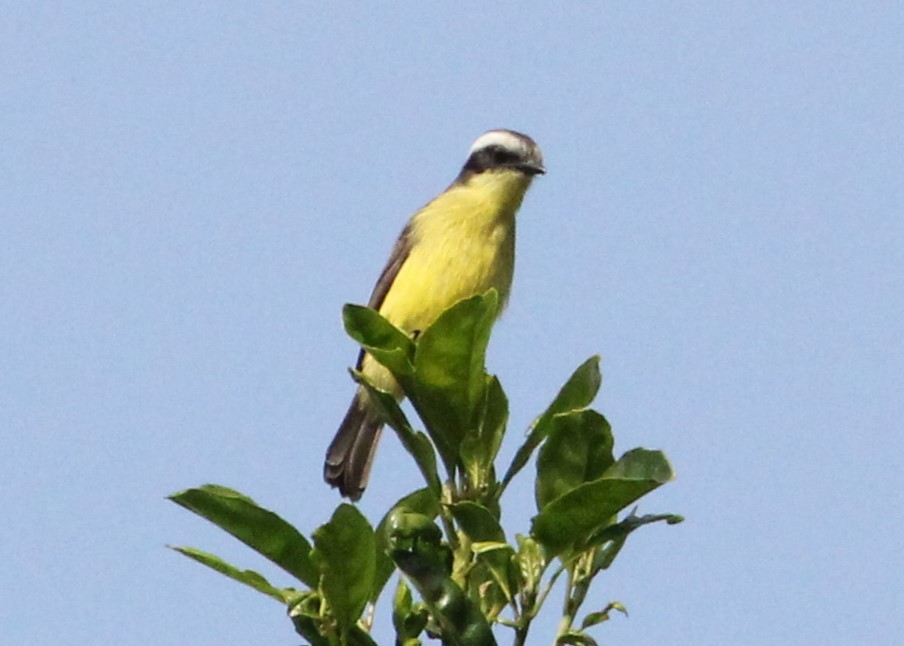 Three-striped Flycatcher - ML621306219