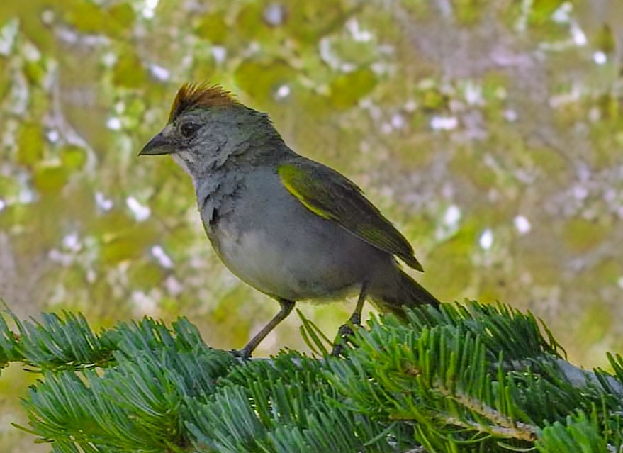 Green-tailed Towhee - ML621306227