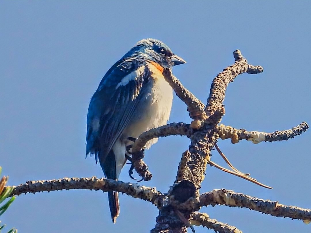 Lazuli Bunting - ML621306239