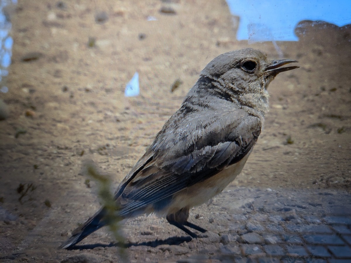 Mountain Bluebird - ML621306261