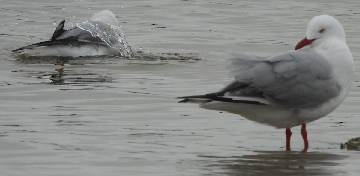 Gaviota Plateada - ML621306392