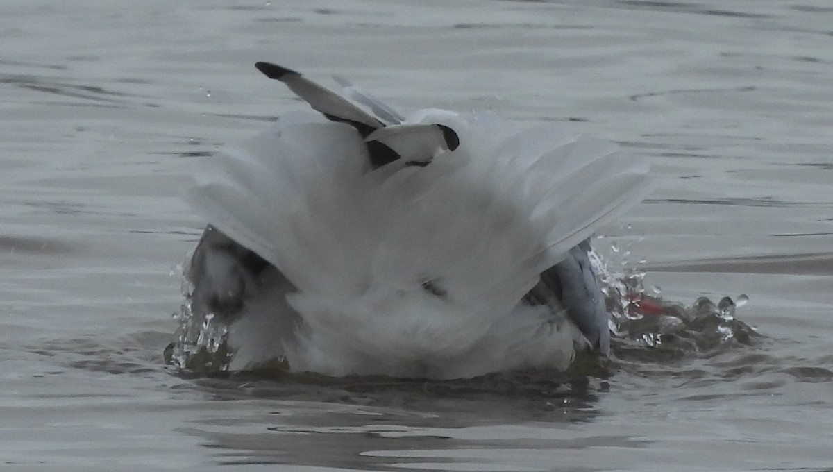 Gaviota Plateada - ML621306397