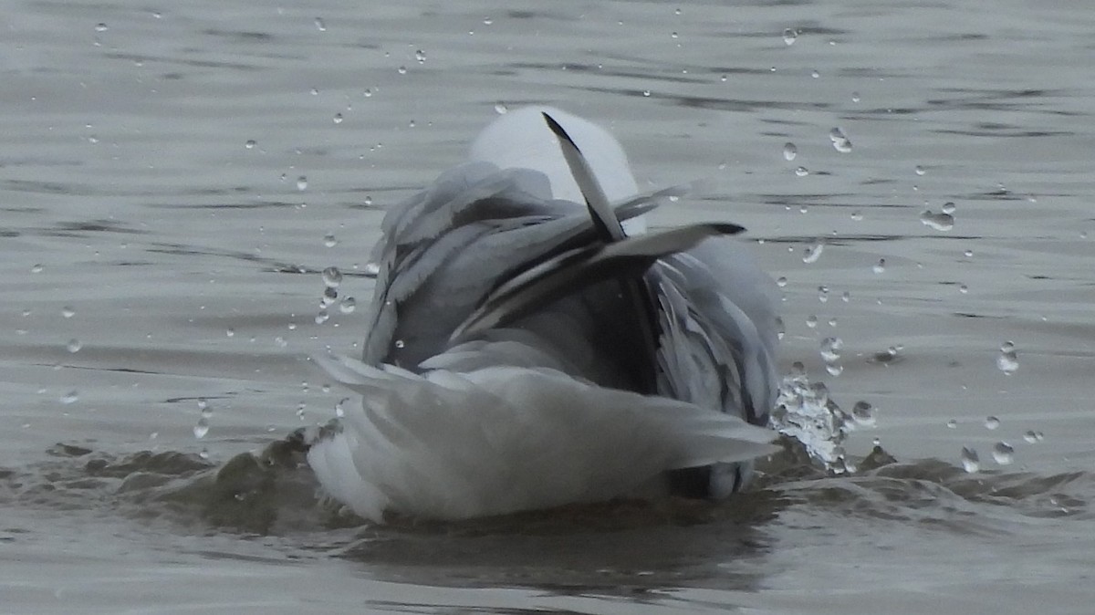 Gaviota Plateada - ML621306398