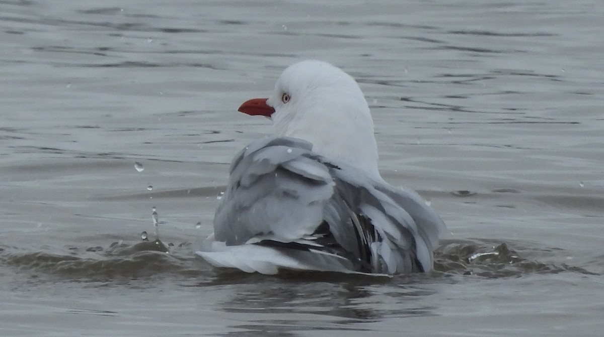 Gaviota Plateada - ML621306399