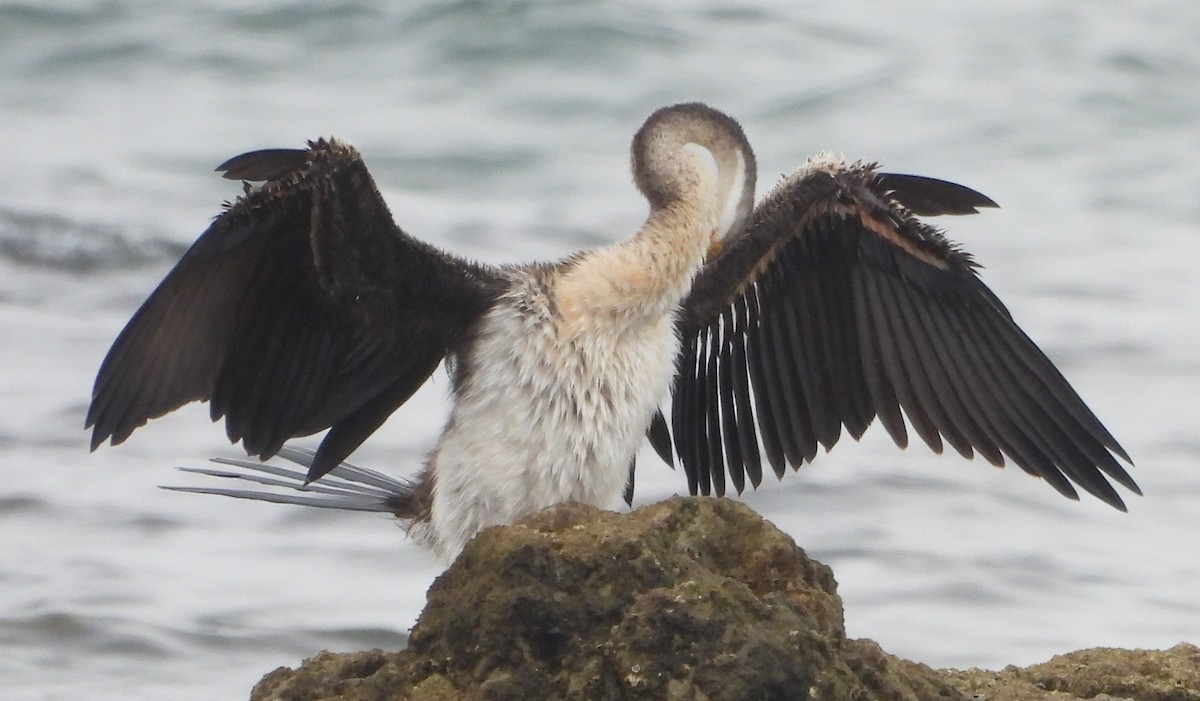 Anhinga Australiana - ML621306426