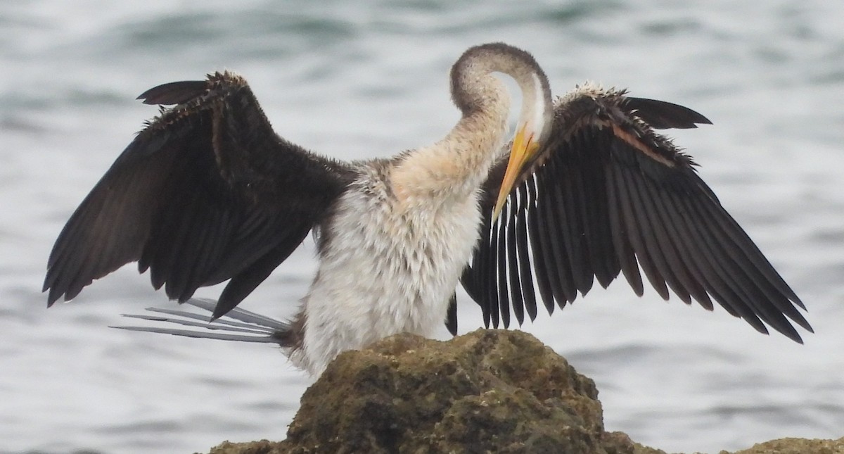 Anhinga Australiana - ML621306427