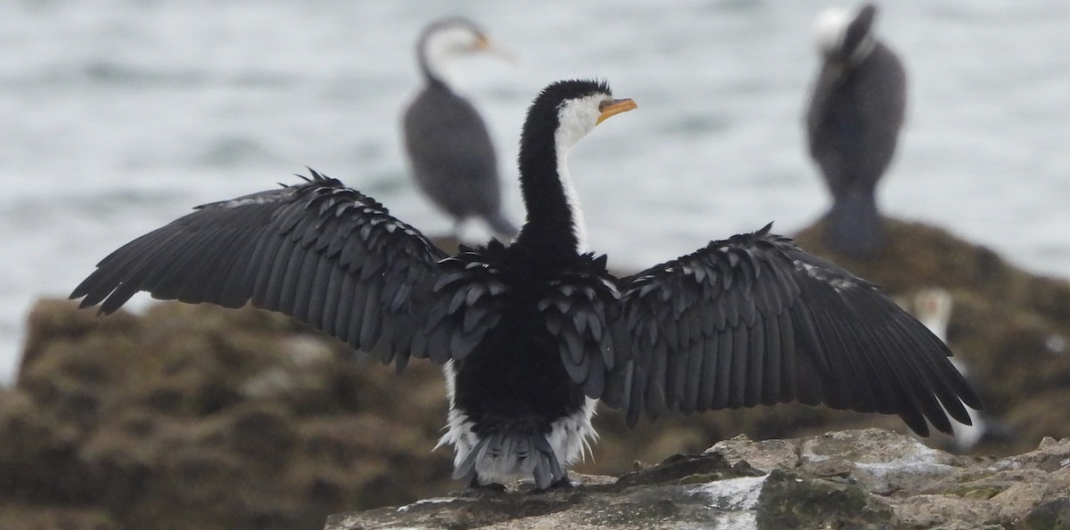 Cormorán Piquicorto - ML621306461