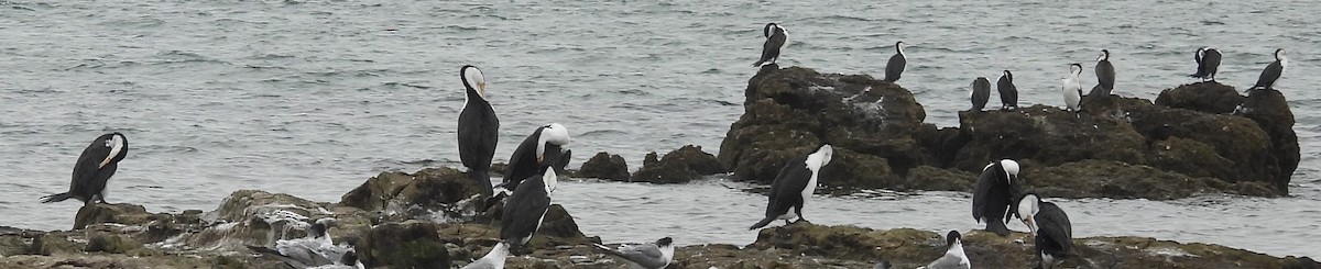 Little Pied Cormorant - Suzanne Foley