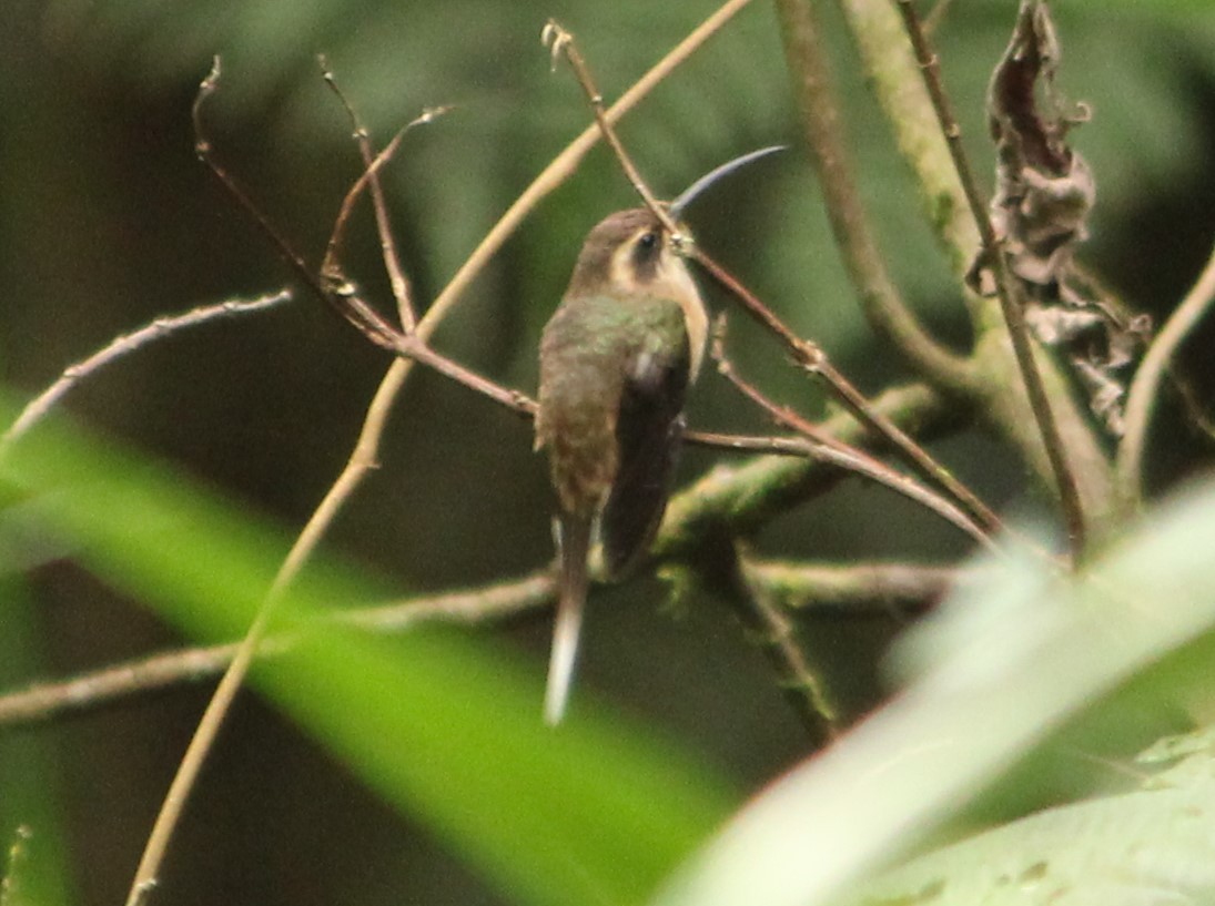 Dusky-throated Hermit - ML621306640