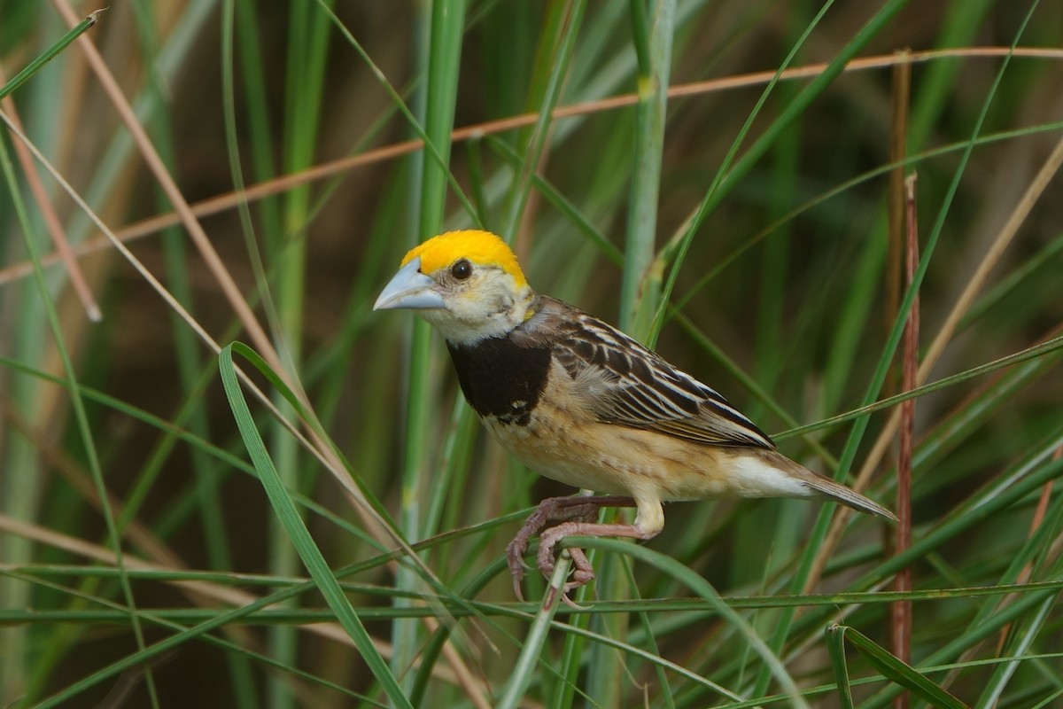 Black-breasted Weaver - ML621306682