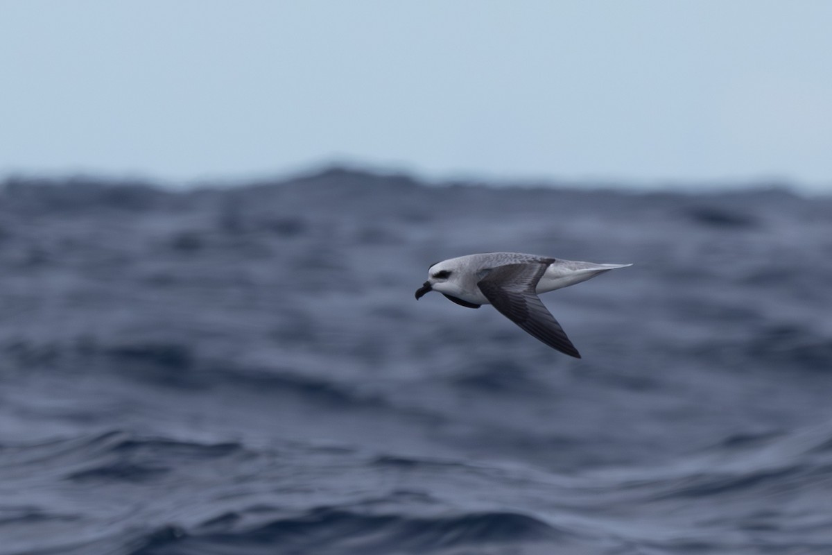 White-headed Petrel - ML621306839