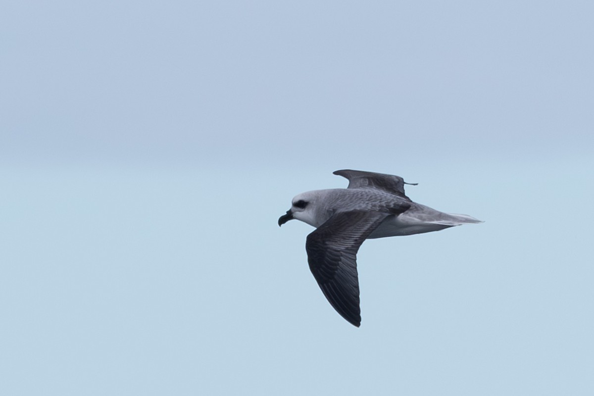 White-headed Petrel - ML621306854