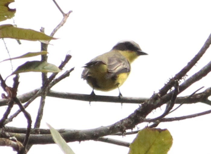 Three-striped Flycatcher - ML621306871