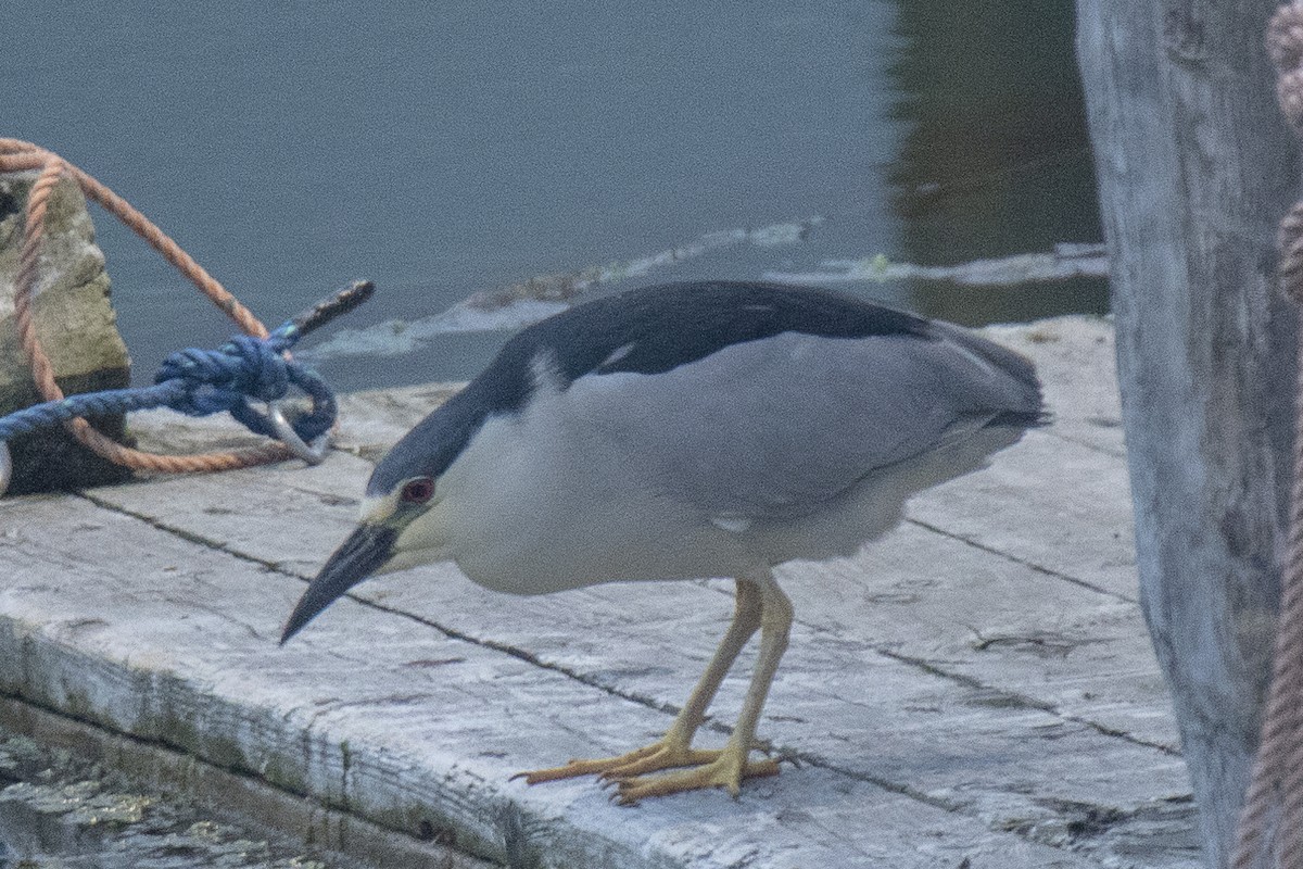 Black-crowned Night Heron - ML621306876