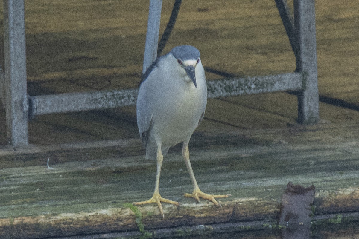 Black-crowned Night Heron - ML621306877