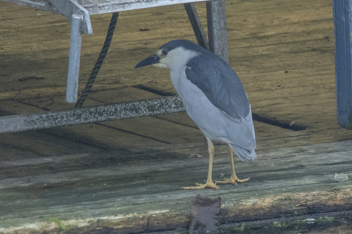 Black-crowned Night Heron - ML621306878