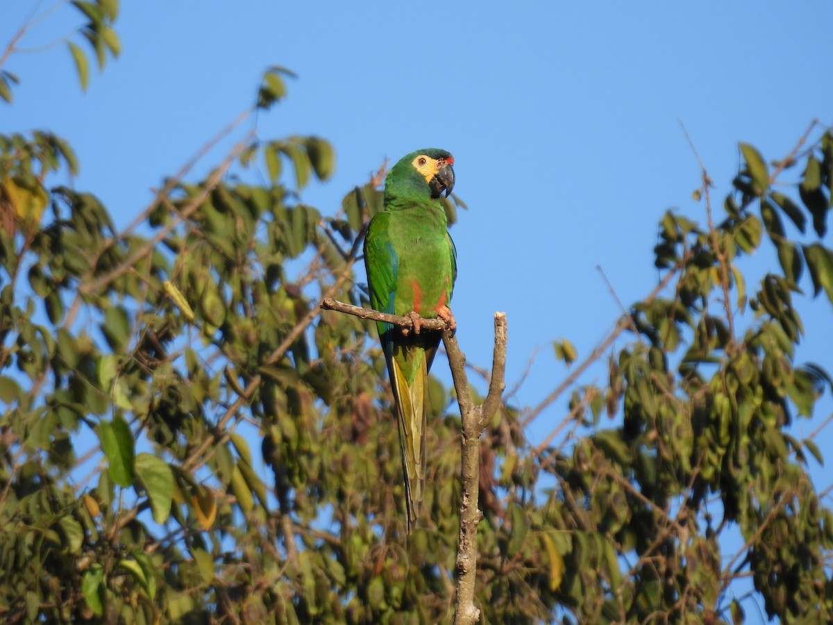 Blue-winged Macaw - ML621306952