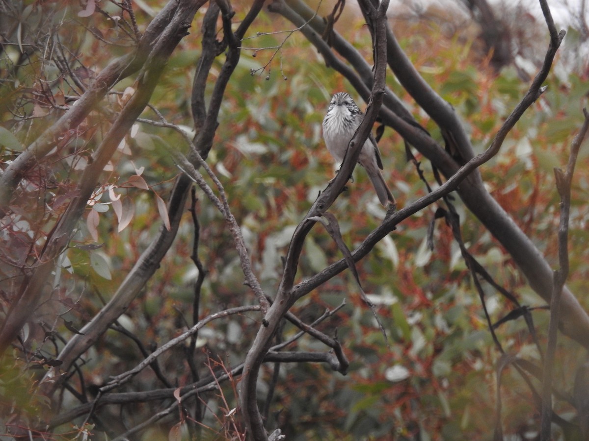 Striped Honeyeater - ML621306961