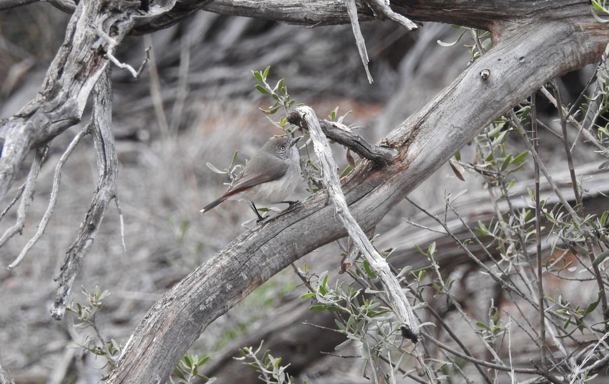 Chestnut-rumped Thornbill - ML621306967