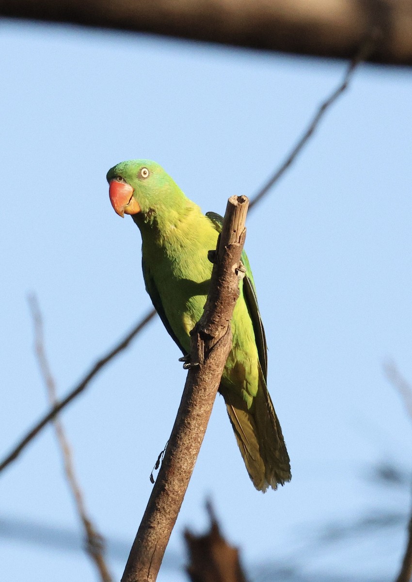 Blue-naped Parrot - Mads Bajarias