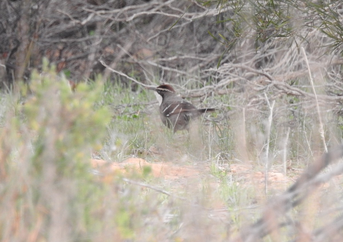 Chestnut-crowned Babbler - ML621306975