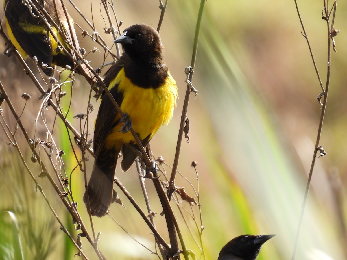 Yellow-rumped Marshbird - ML621306986