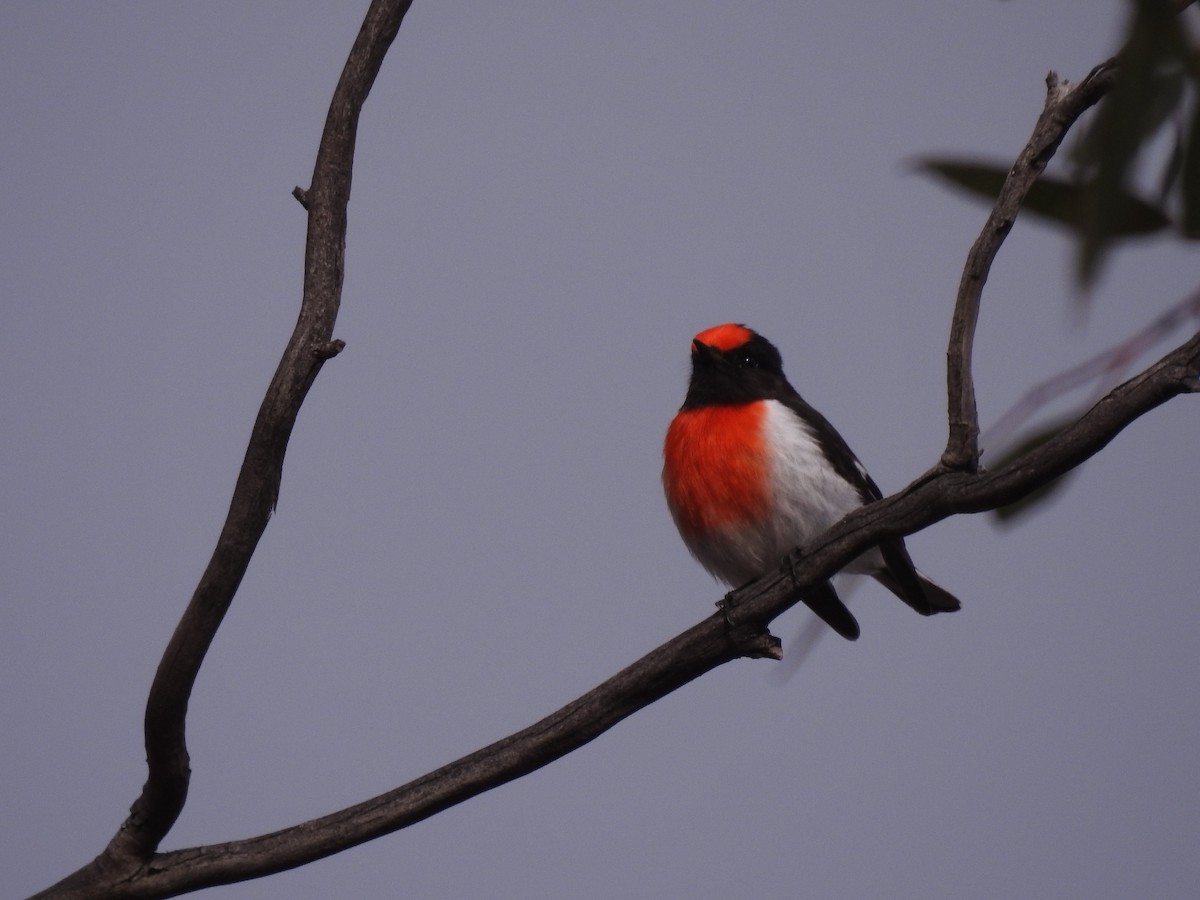 Red-capped Robin - ML621306994