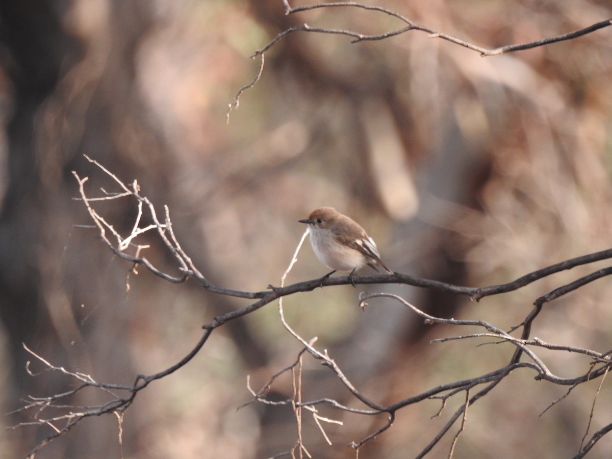 Red-capped Robin - ML621307012