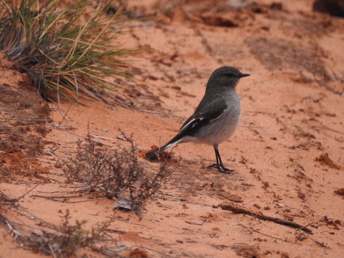 Hooded Robin - ML621307025