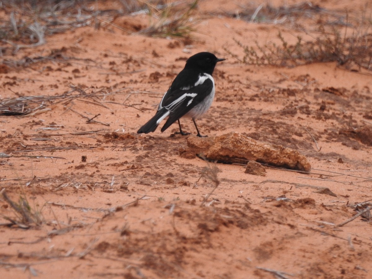 Hooded Robin - ML621307026