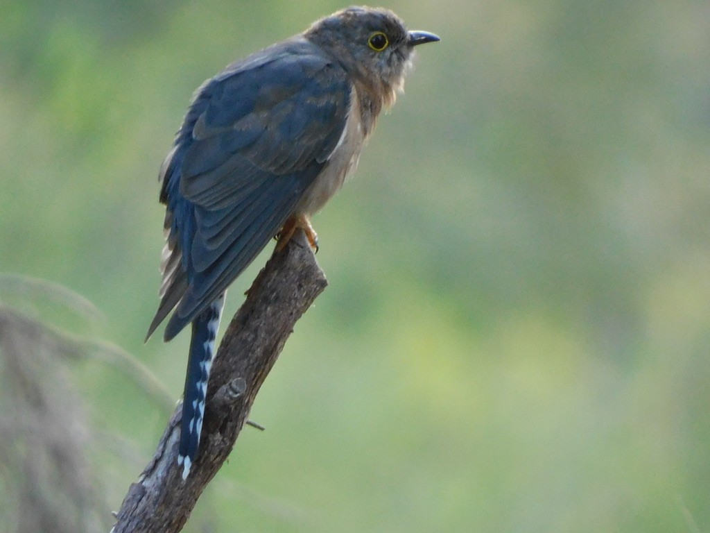 Fan-tailed Cuckoo - ML621307032