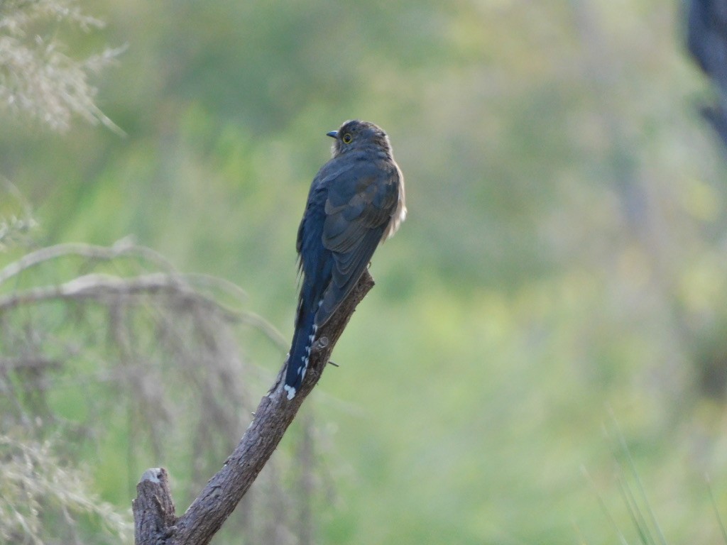 Fan-tailed Cuckoo - ML621307034