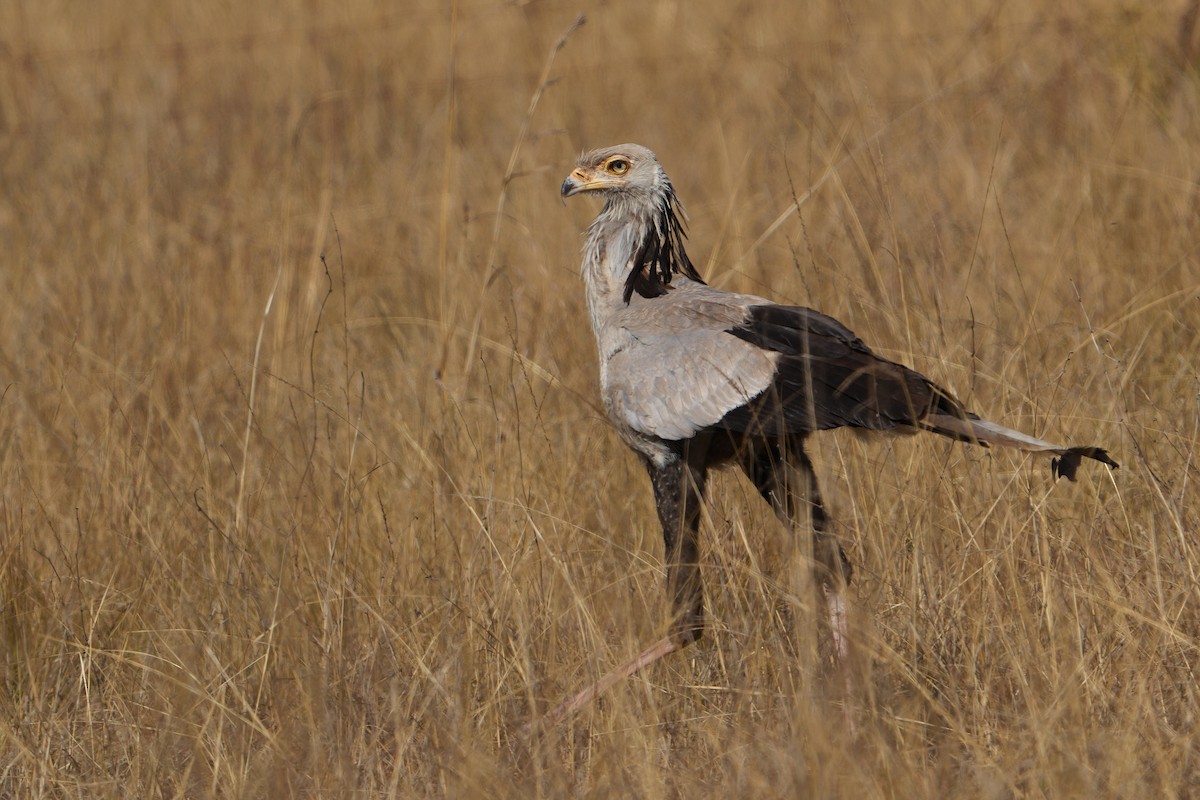 Secretarybird - ML621307062