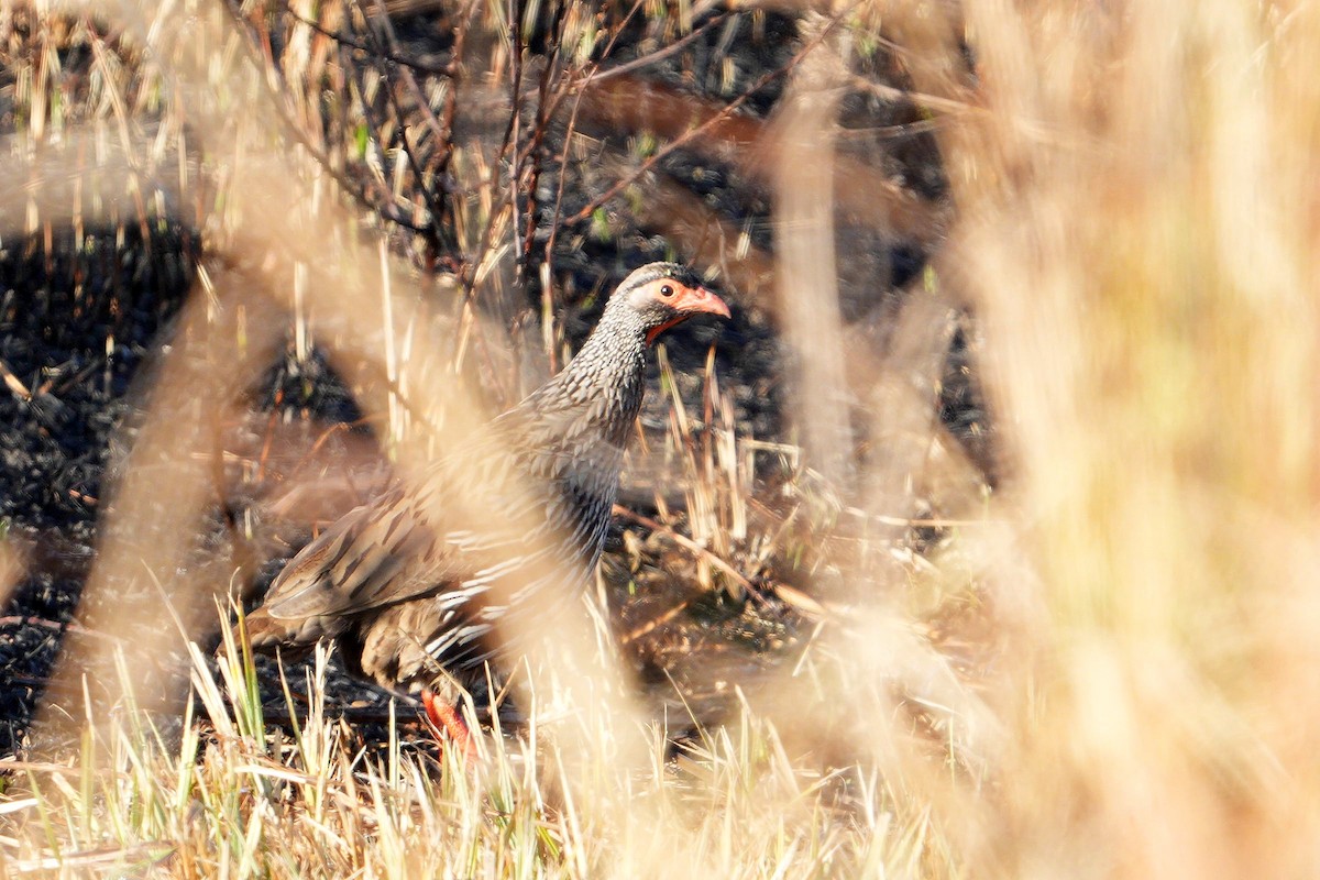 Red-necked Spurfowl - ML621307084