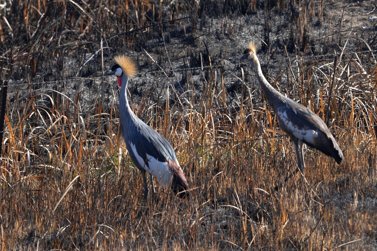 Gray Crowned-Crane - ML621307086