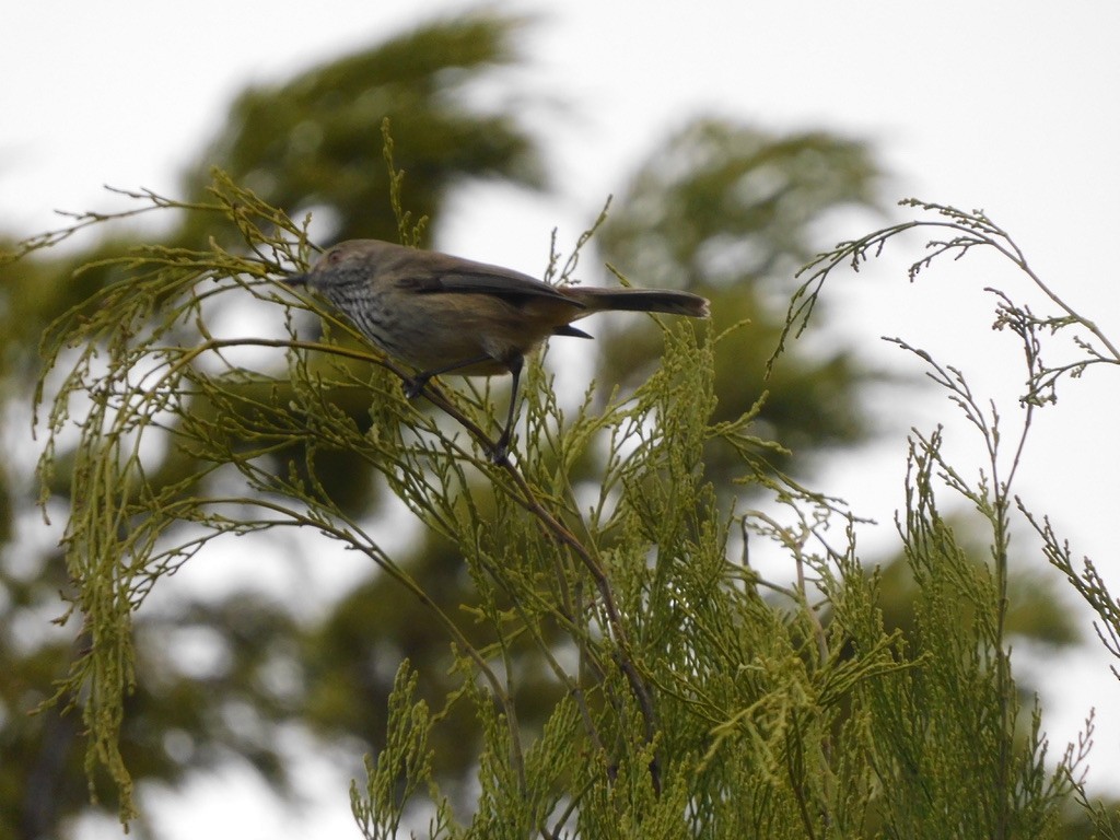 Inland Thornbill - ML621307107