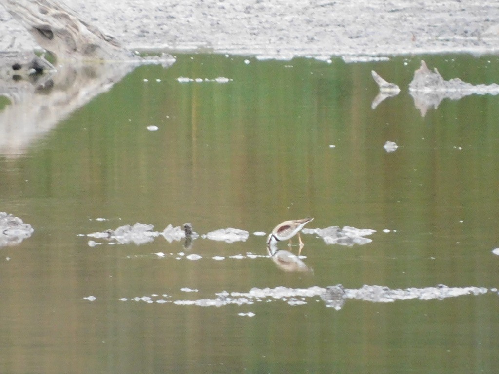 Black-fronted Dotterel - ML621307123