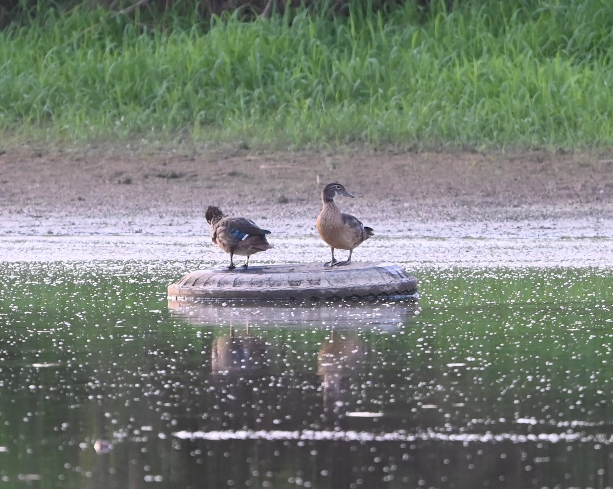 Wood Duck - ML621307128