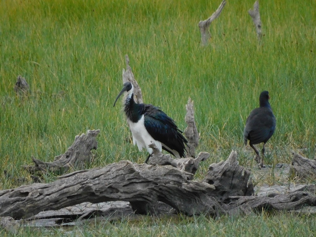 ibis slámokrký - ML621307129