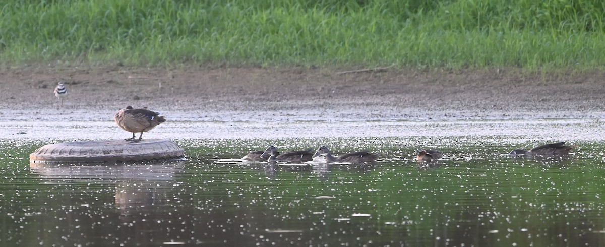 Wood Duck - ML621307130